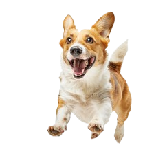 Devoted to Dogs